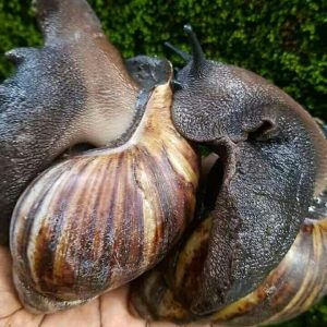 escargot